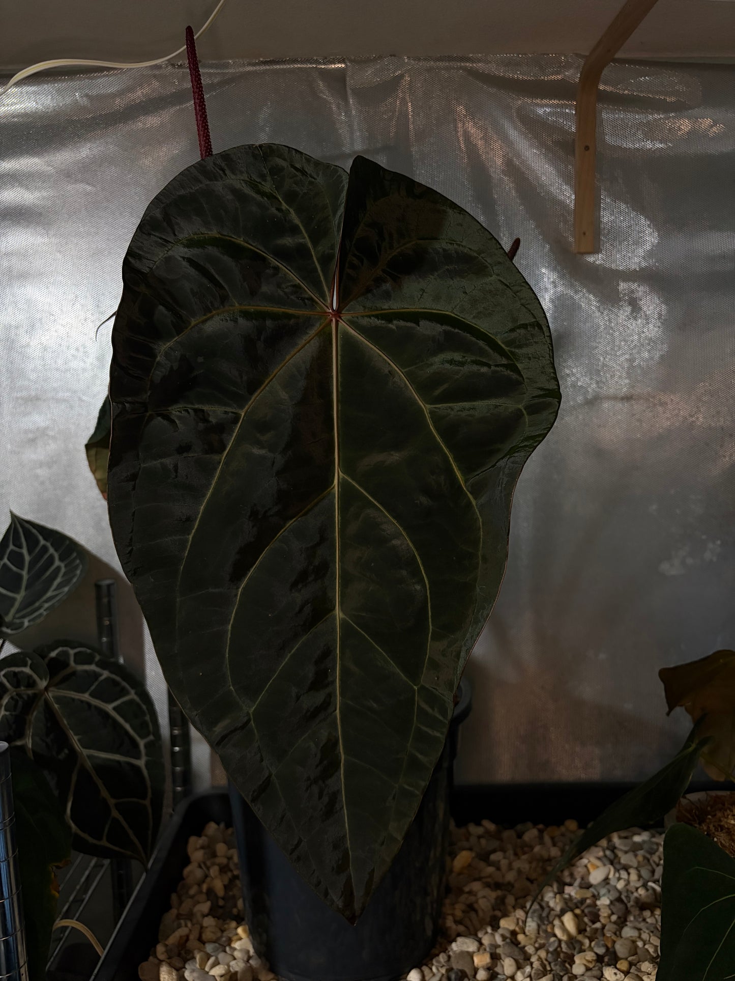 Anthurium Zara ‘29’ × Red Velvet Cake ‘24’