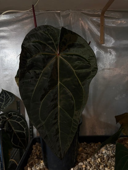 Anthurium Zara ‘29’ × Red Velvet Cake ‘24’