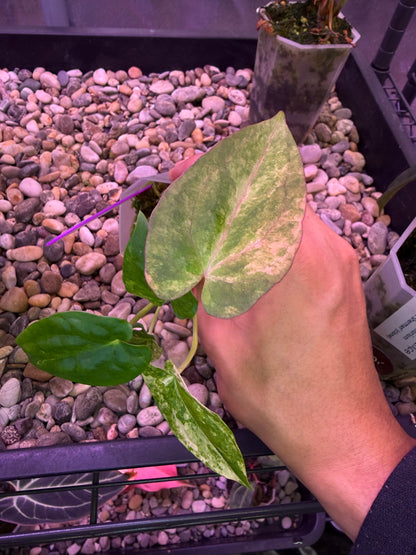 Anthurium papillilaminum var. × ‘Midnight velvet ’