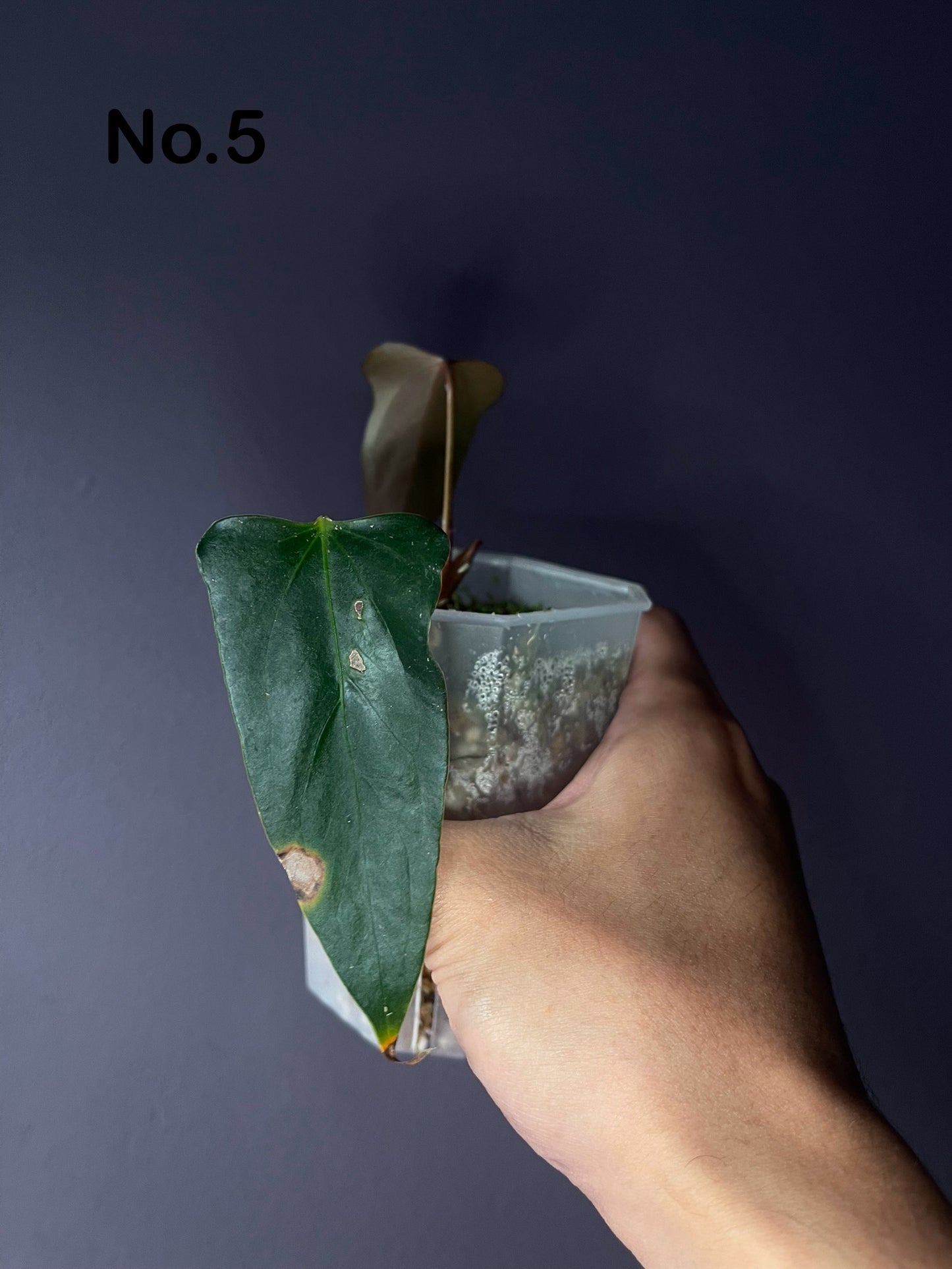 Anthurium ‘Black Sweet’ SF2