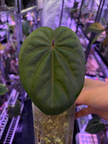 Anthurium dressleri RG × ‘Red Vein Dark Phoenix (RVDP)’