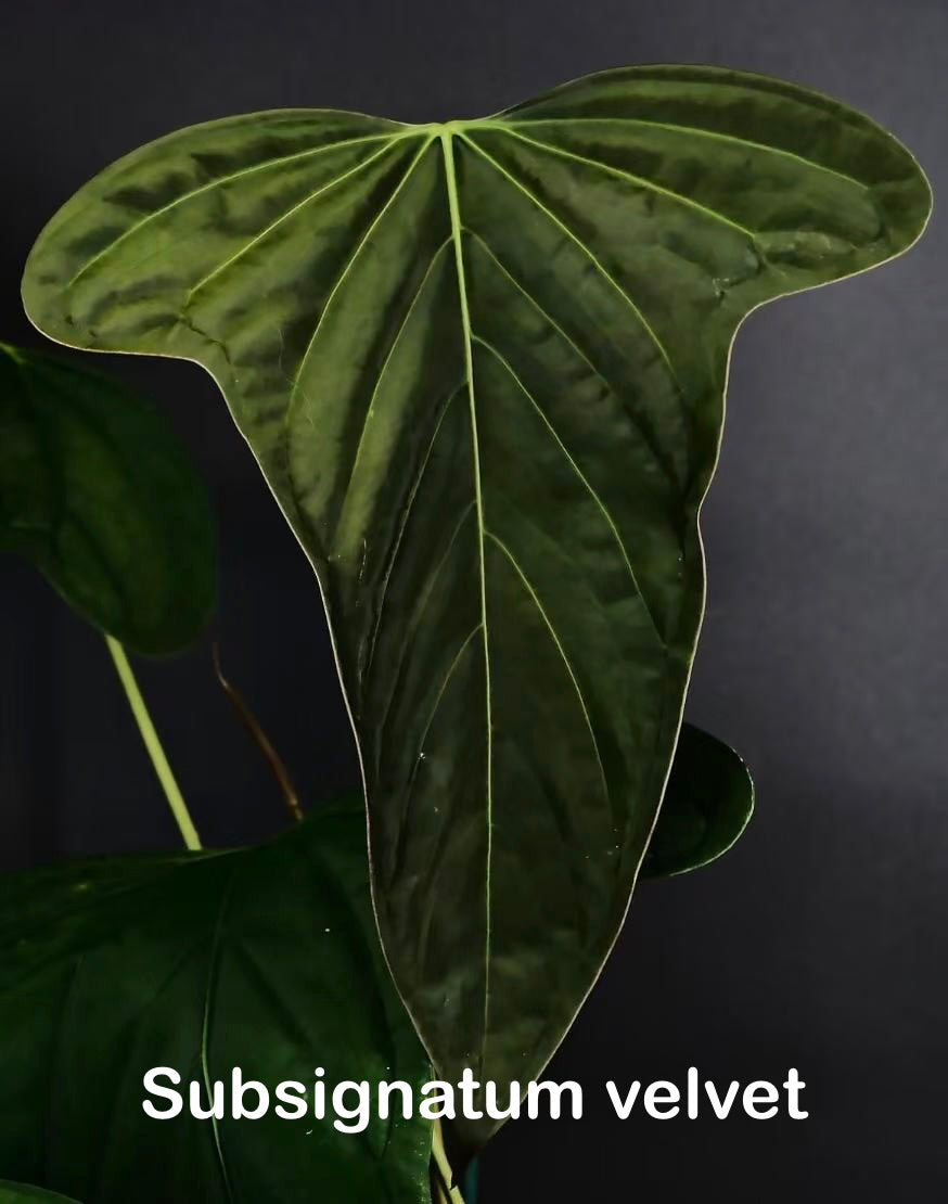 Anthurium subsignatum velvet × papillilaminum ‘Ralph Lynam’