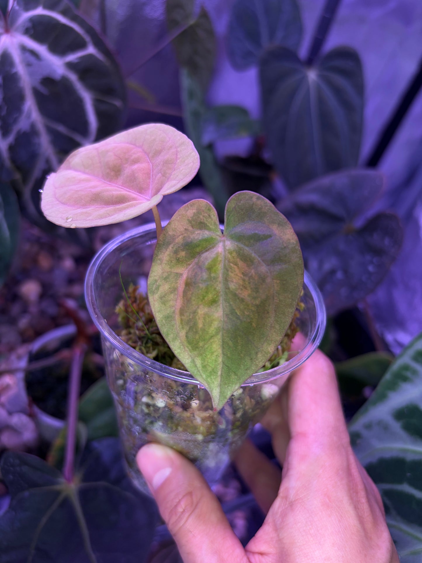 Anthurium papillilaminum var. x (Fort Sherman x Ralph Lynam)