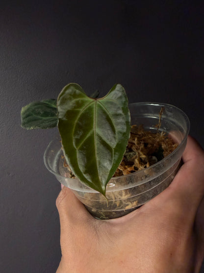 Anthurium besseae aff. (wide form #1) - clone