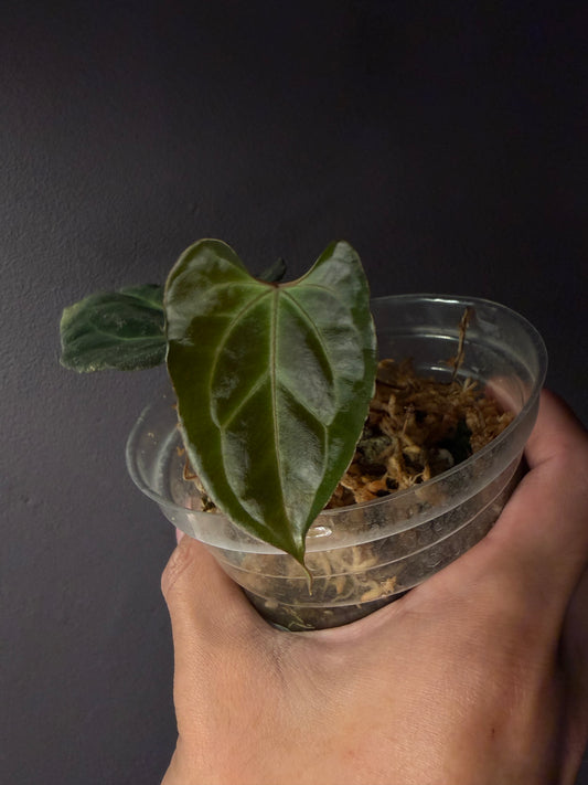 Anthurium besseae aff. (wide form #1) - clone