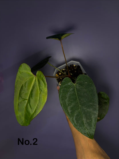 Anthurium Ace of spades (DF × DF) - clone