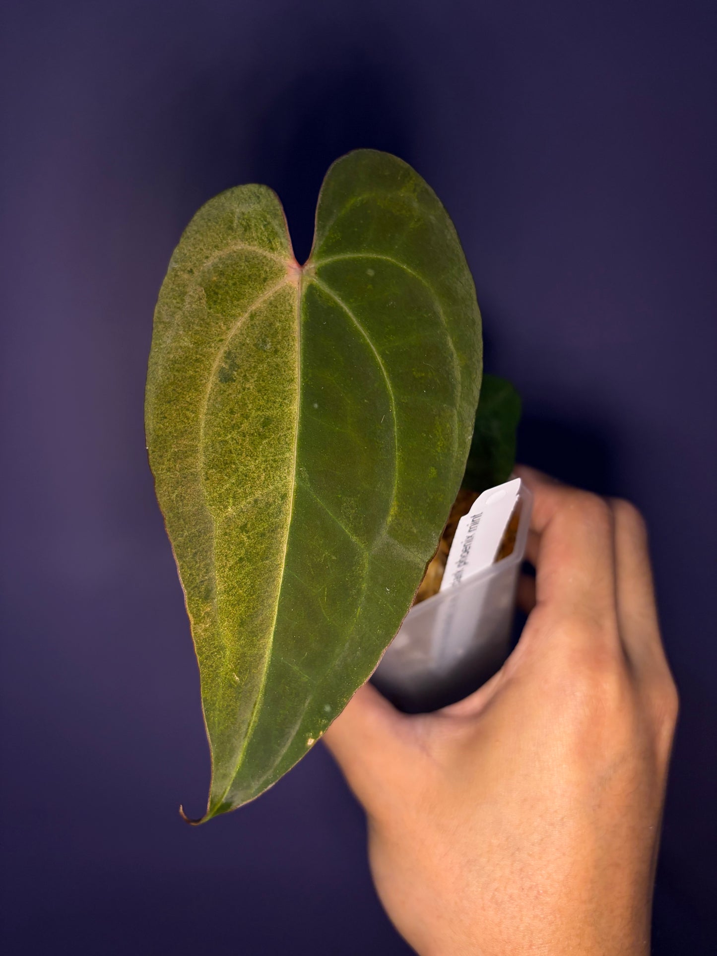 Anthurium (‘Zara’ × ‘Michelle’) × ‘Red Vein Dark Phoenix (RVDP)’ mint variegata