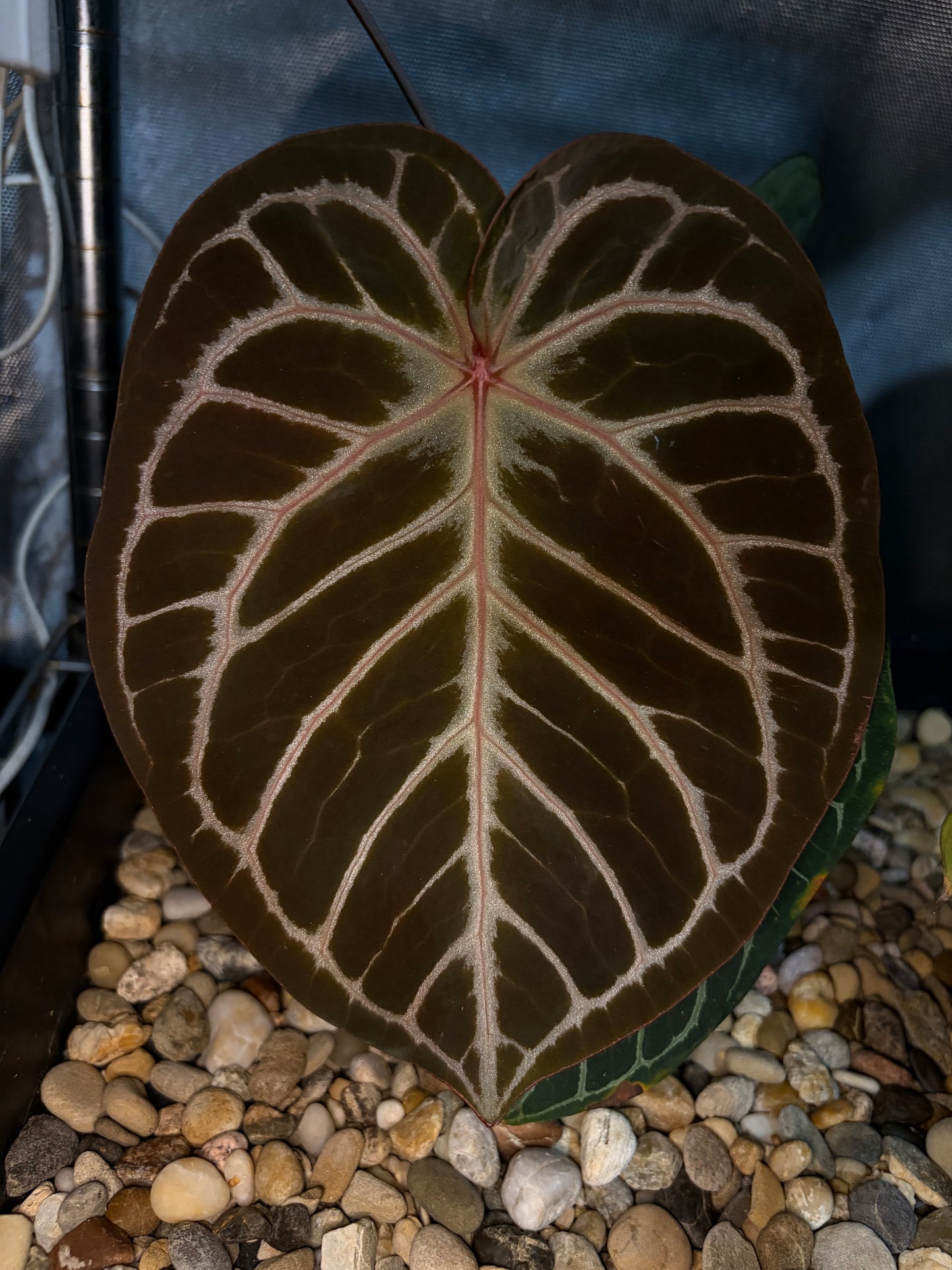 Anthurium Black crystallinum × Red crystallinum