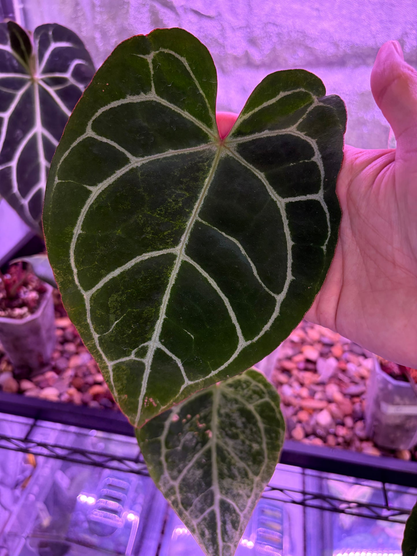 Anthurium Crystallinum ‘Platinum’ variegata
