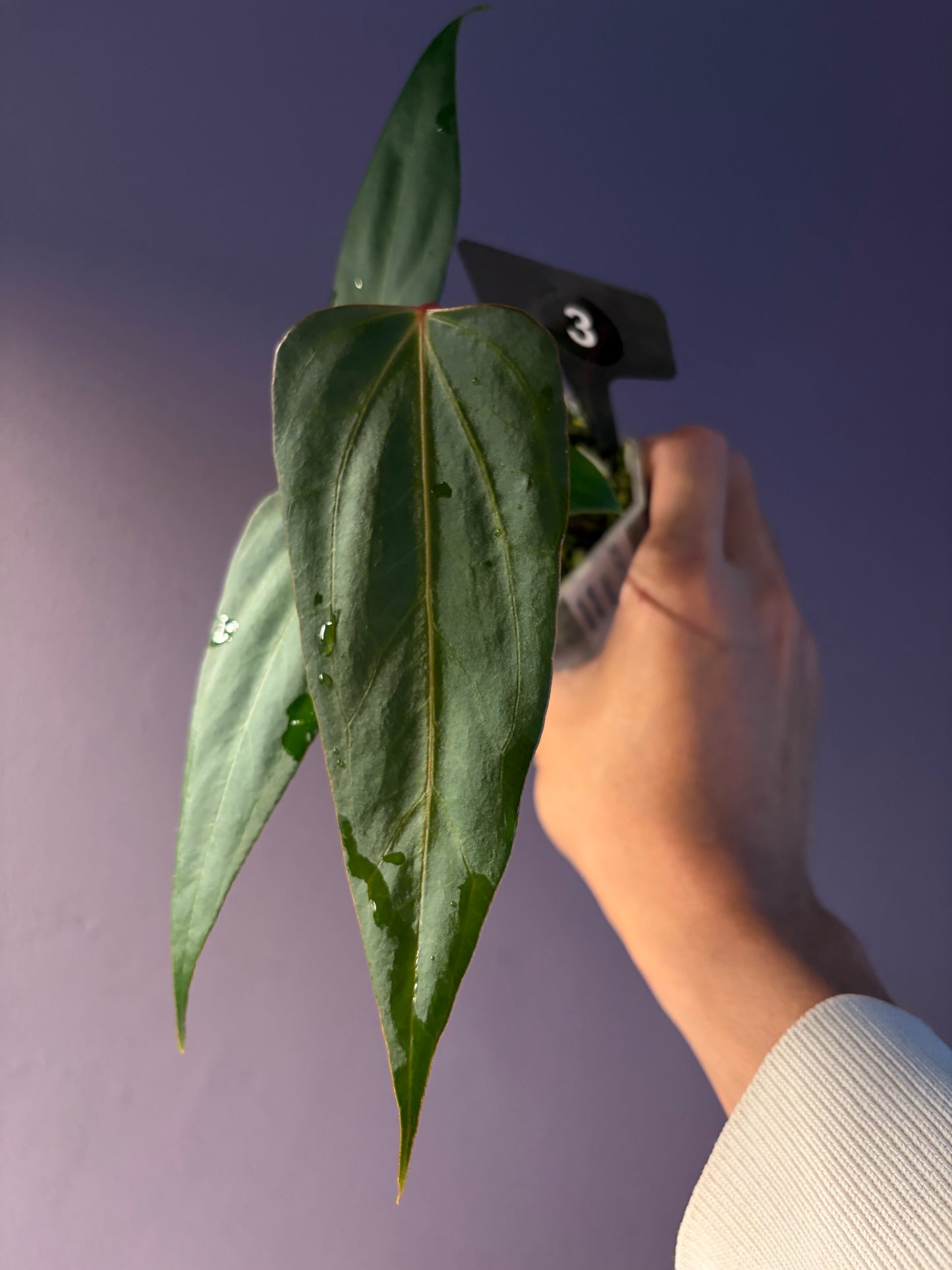 Anthurium Black Sweet x Indo Portillae (selected)