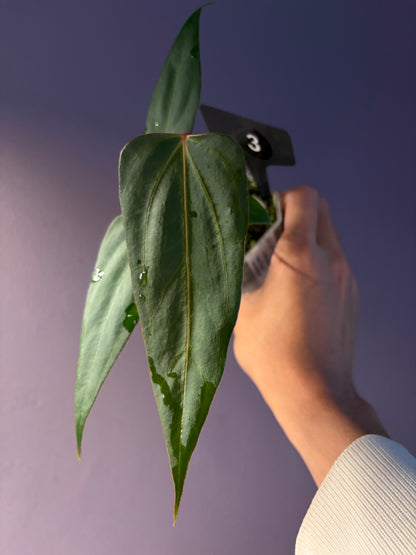 Anthurium Black Sweet x Indo Portillae (selected)