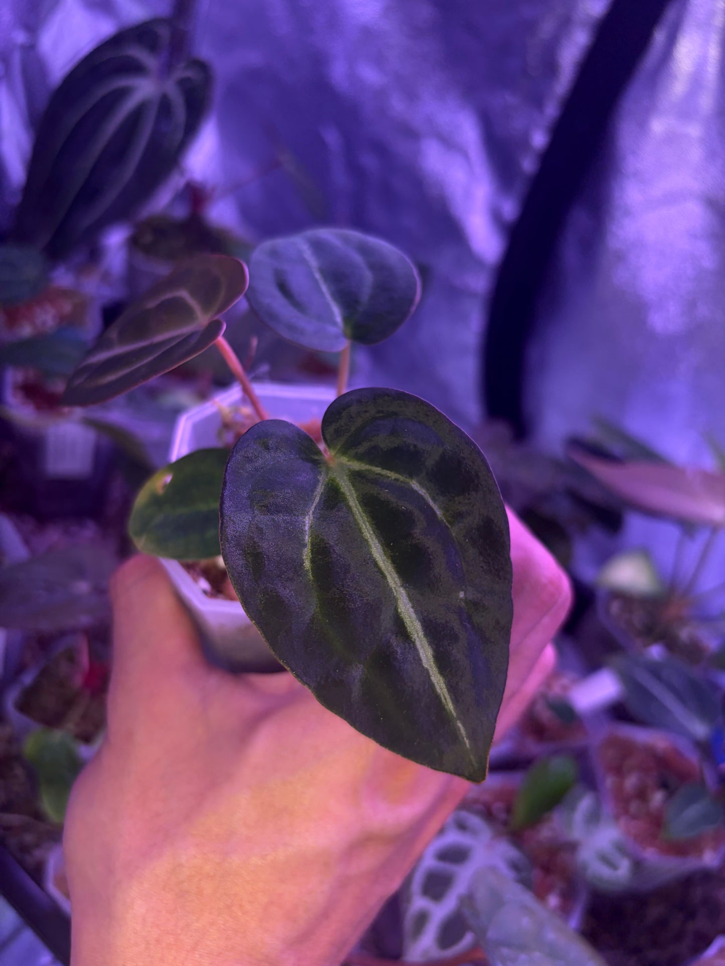 Anthurium Forgetii × Carlablackiae