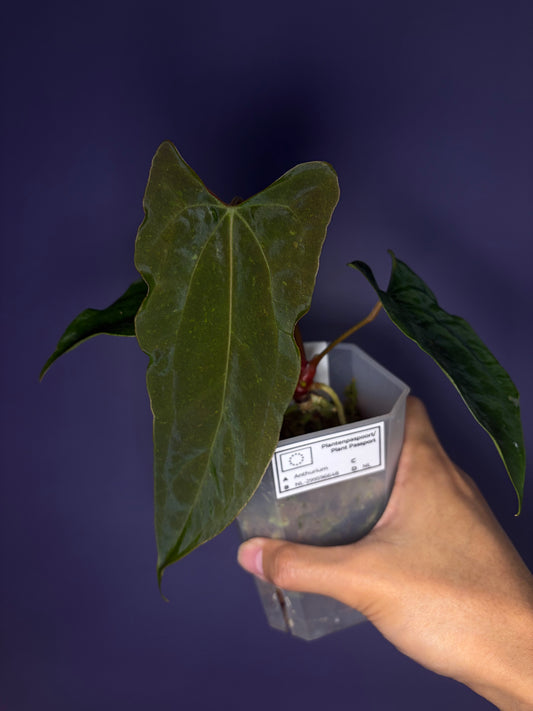 Anthurium papillilaminum ‘Ralph Lynam’ × self (selected #4)