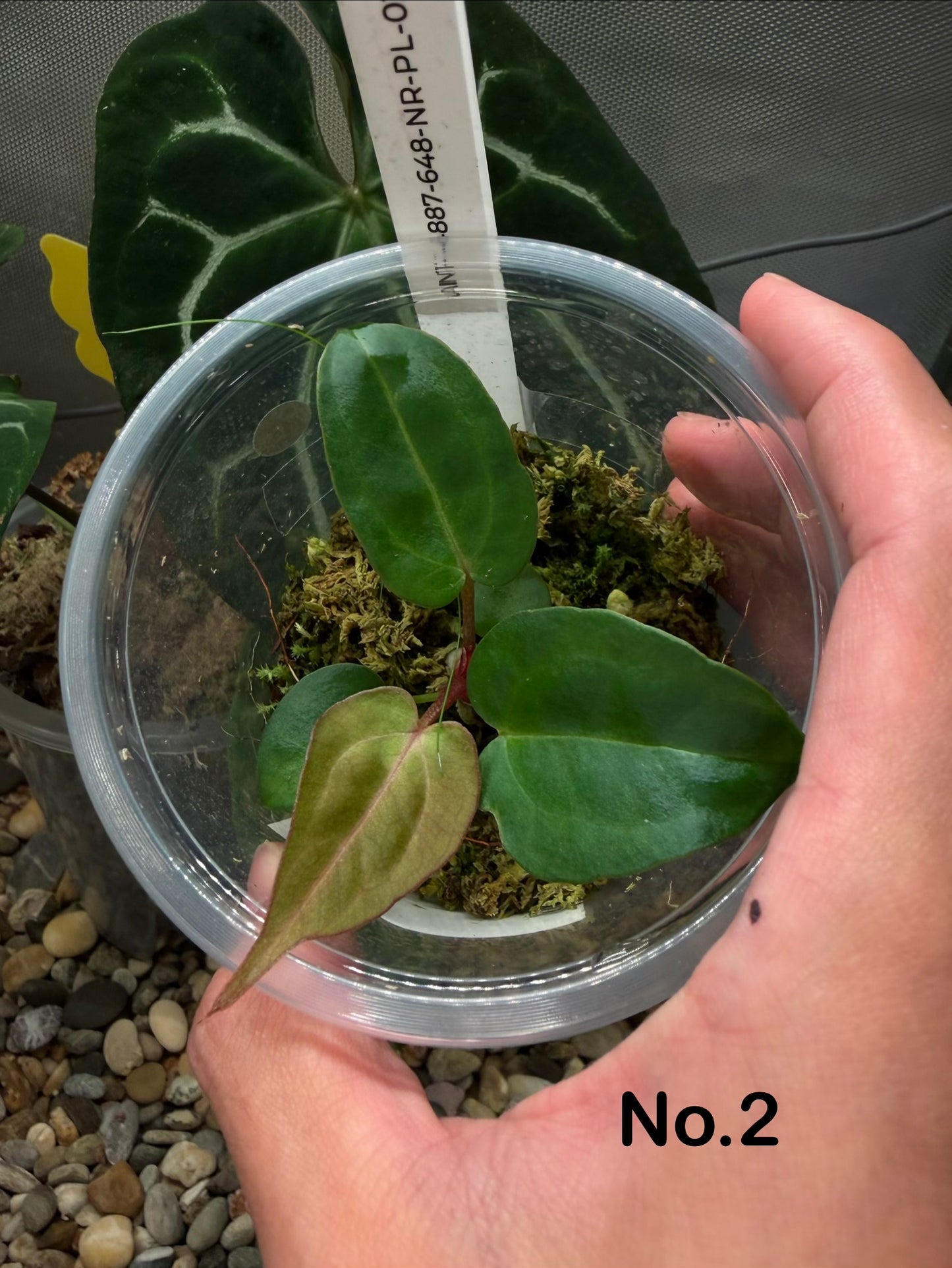 Carlablackiae TS3 x (Black widow x Red velvet cake) seedling