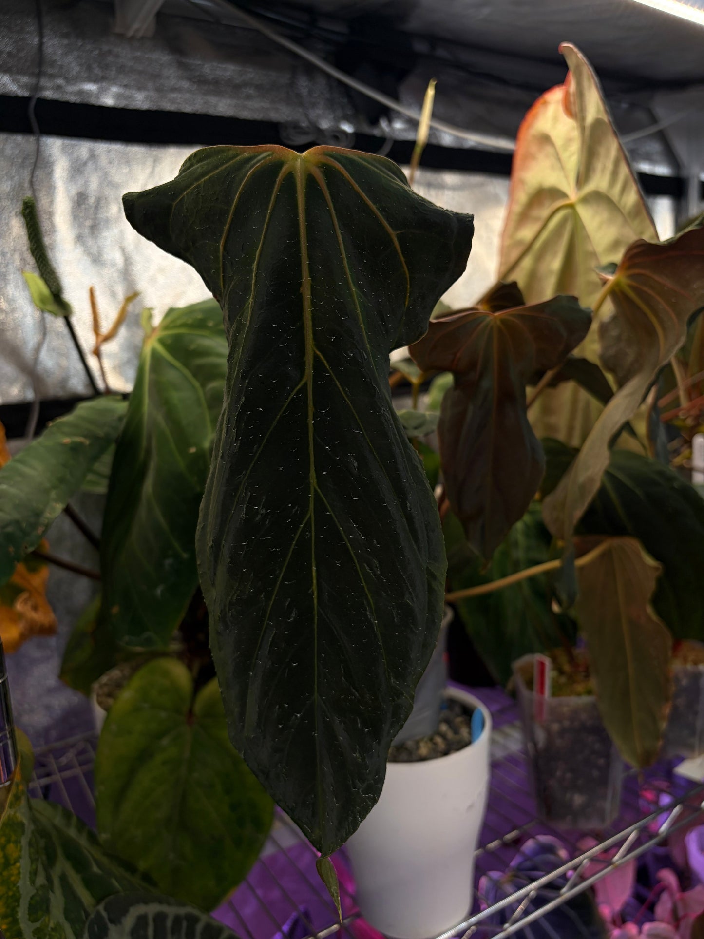 Anthurium Papillilaminum 'Fort Sherman' × 'Ralph Lynam' (FS × RL) S1