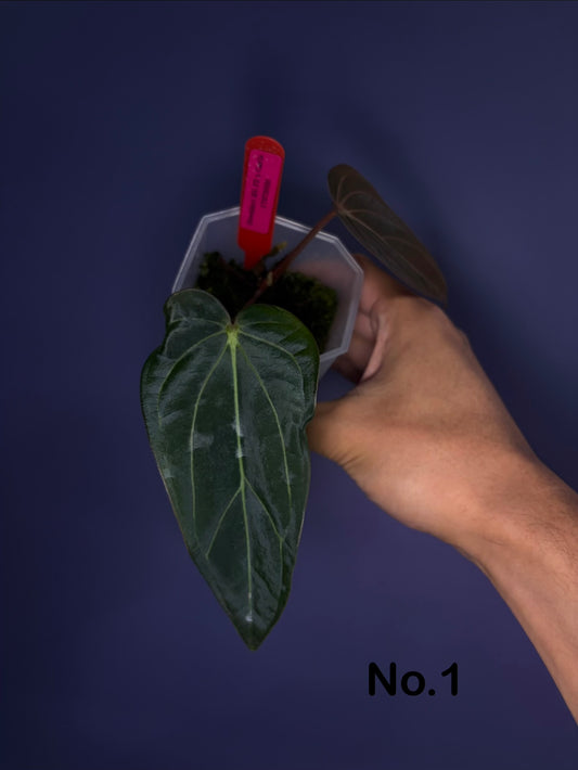 Anthurium Dressleri RG F2 × Carlablackiae - clone