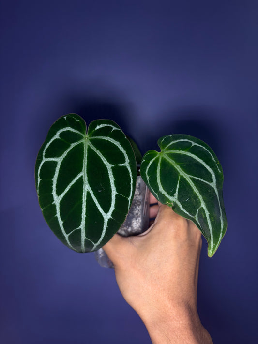 Anthurium crystallinum - selected