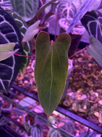 Anthurium ‘Nagini’ - clone