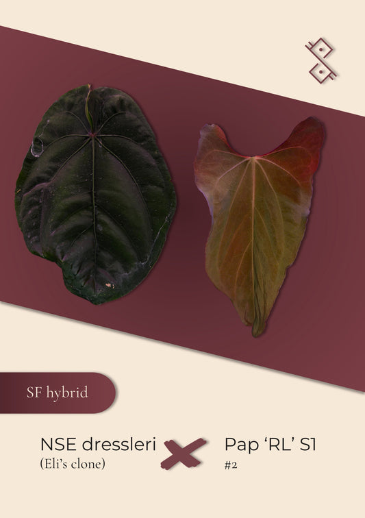 Seeds: NSE dressleri × Pap ‘RL’ S1