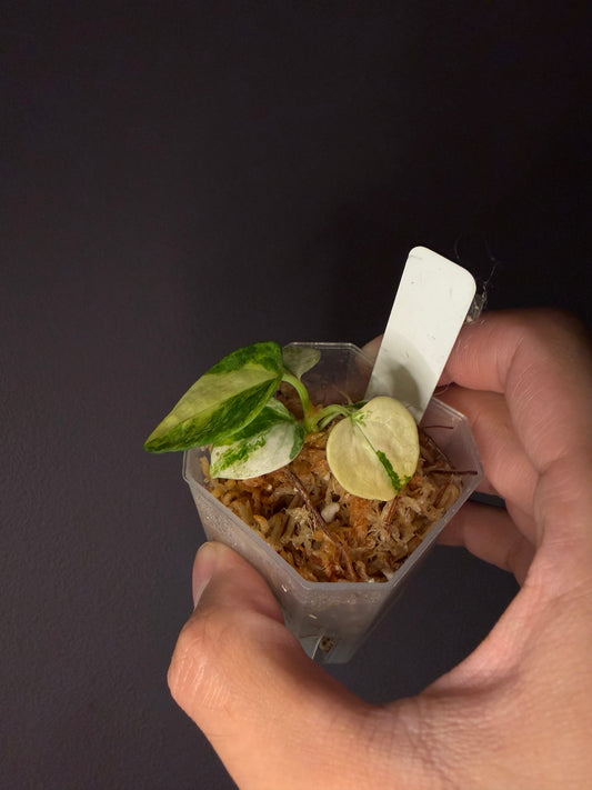 Anthurium papillilaminum var. × self - pre-order