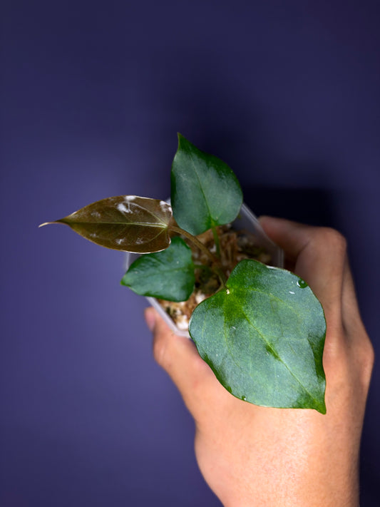 Anthurium papillilaminum ‘blue’ × Indo portillae