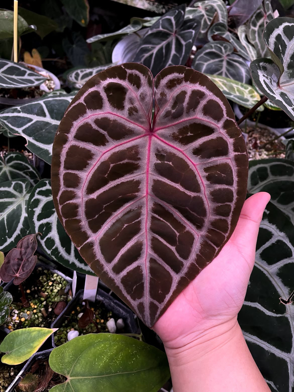Anthurium SKG ‘Pink lemonade’ × Red crystallinum - clone