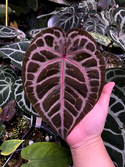 Anthurium SKG ‘Pink lemonade’ × Red crystallinum - clone