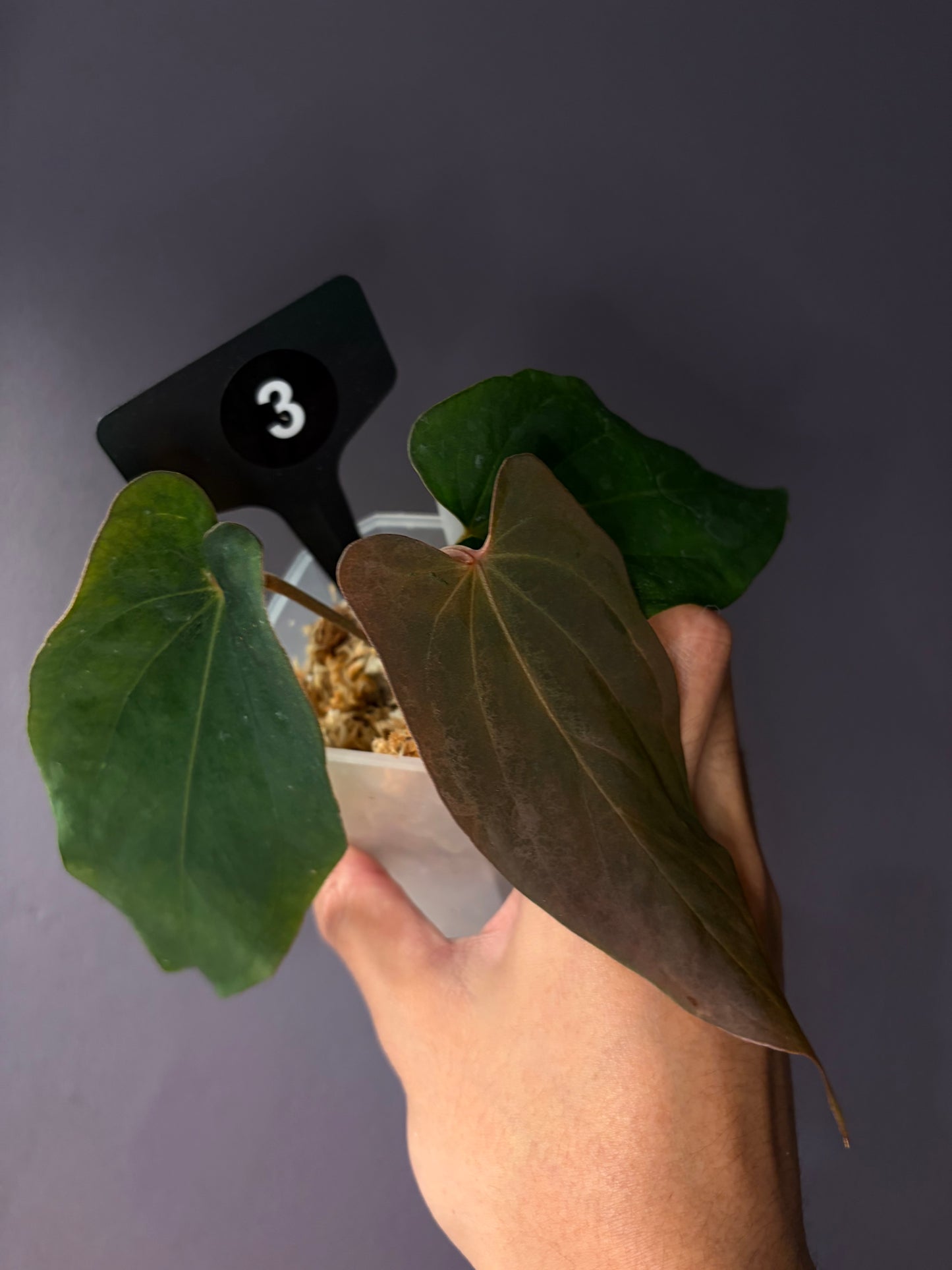 Anthurium antolakii/BVEP (‘Tezula’ × ‘Scott’)