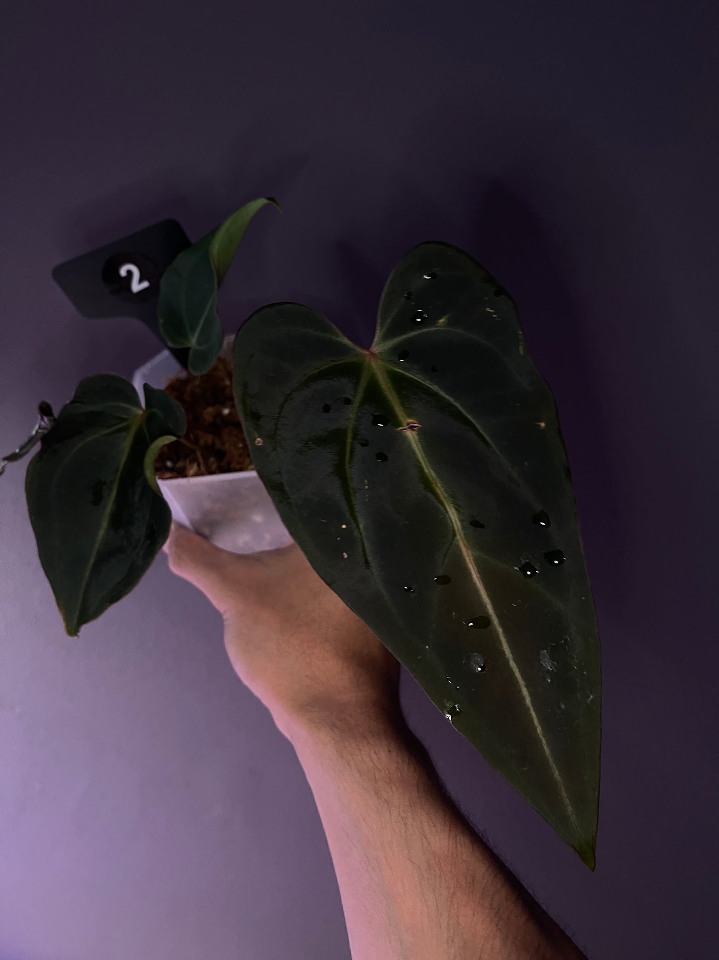 Docblock Dark & handsome ‘9’ × Red velvet cake ‘24’ - wide form (selected #3)