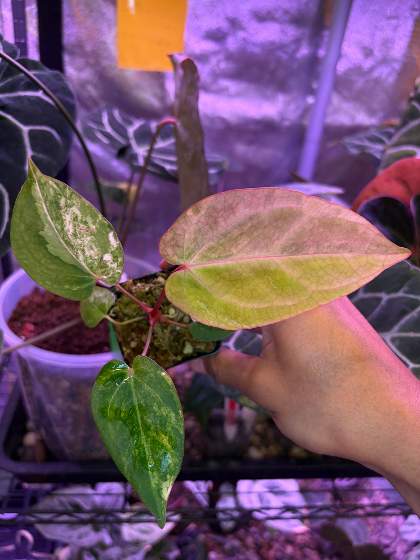 Anthurium papillilaminum var. × (‘Red Crystallinum’ [Tezula] × ‘Zara’)