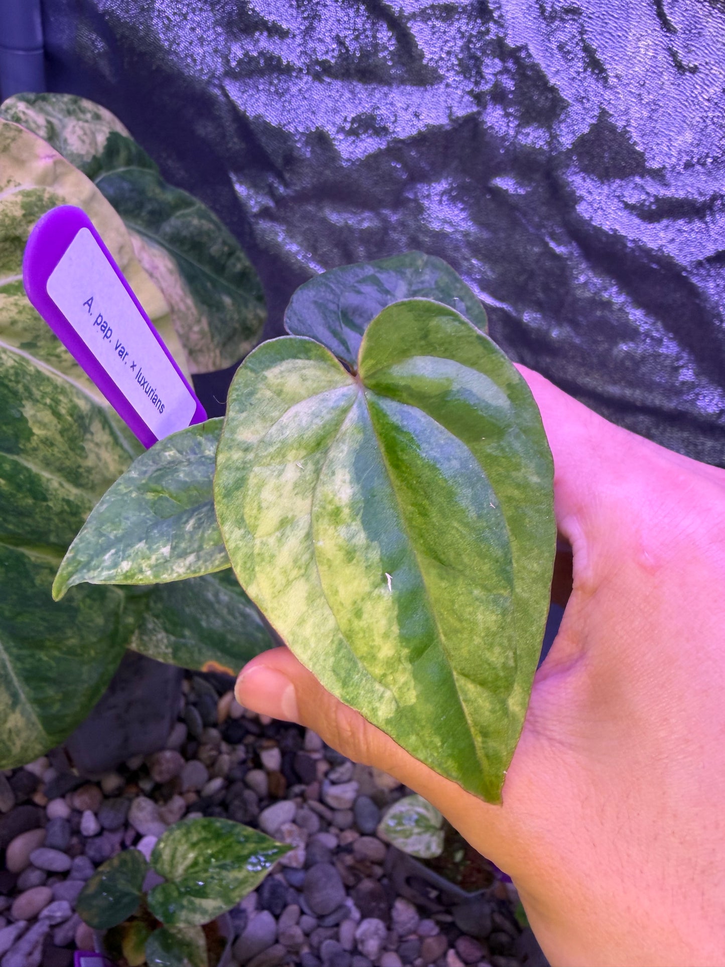 Anthurium papillilaminum var. × luxurians