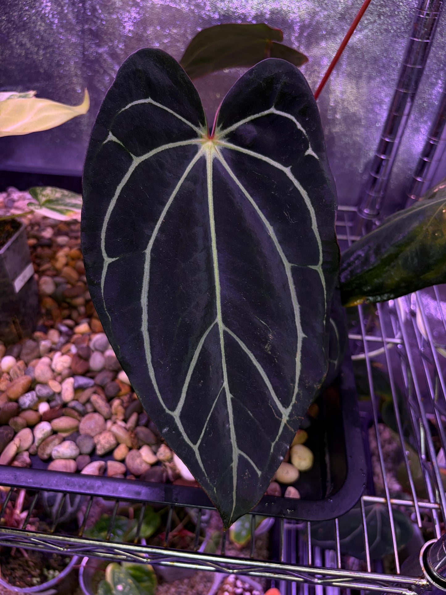 Anthurium carlablackiae #2