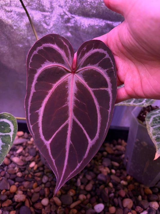 Anthurium ‘Black Crystallinum’ × ‘Red Crystallinum’ (Tezula)