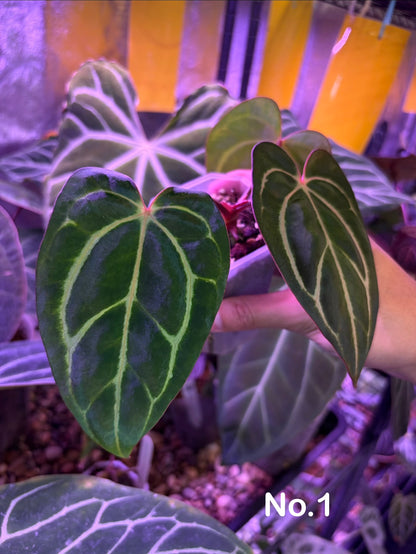 Anthurium carlablackiae - selected #6