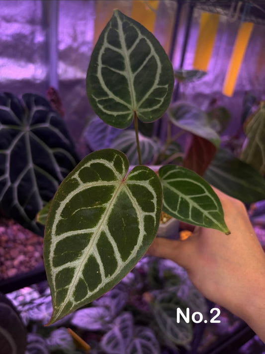 Anthurium ‘Dreamweaver’ × ‘FTG’ Crystallinum