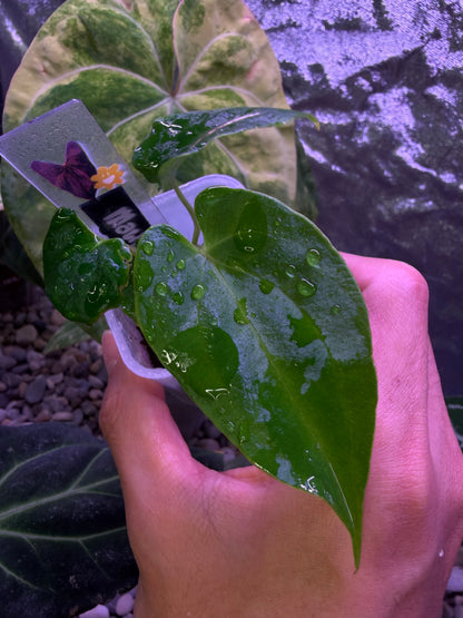 Anthurium papillilaminum ‘Ralph Lynam’ S1