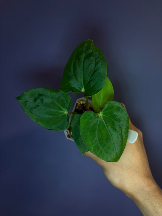 Anthurium papillilaminum ‘Vanderbilt’ - clone