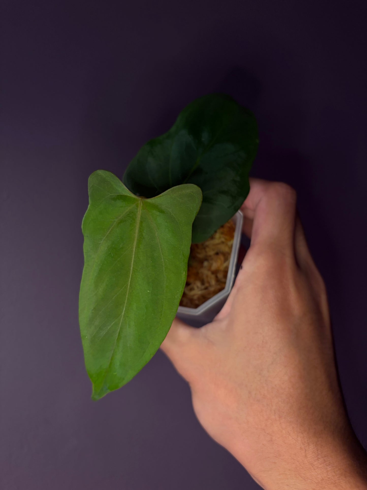 Anthurium ‘Black Sweet’ × papillilaminum ‘Fort Sherman’ (selected)