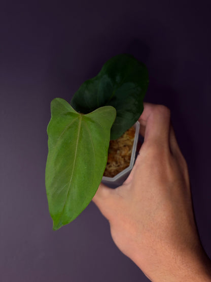 Anthurium ‘Black Sweet’ × papillilaminum ‘Fort Sherman’ (selected)