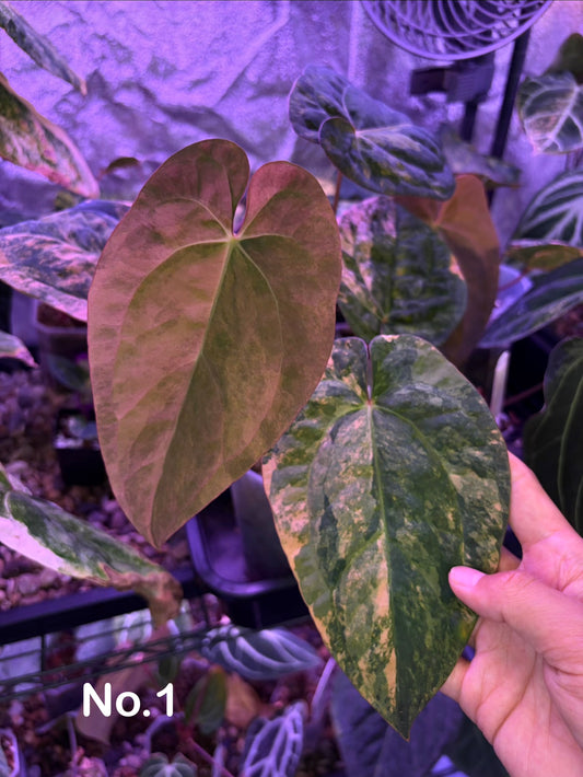 Anthurium papillilaminum var. × ‘Twin Phoenix’