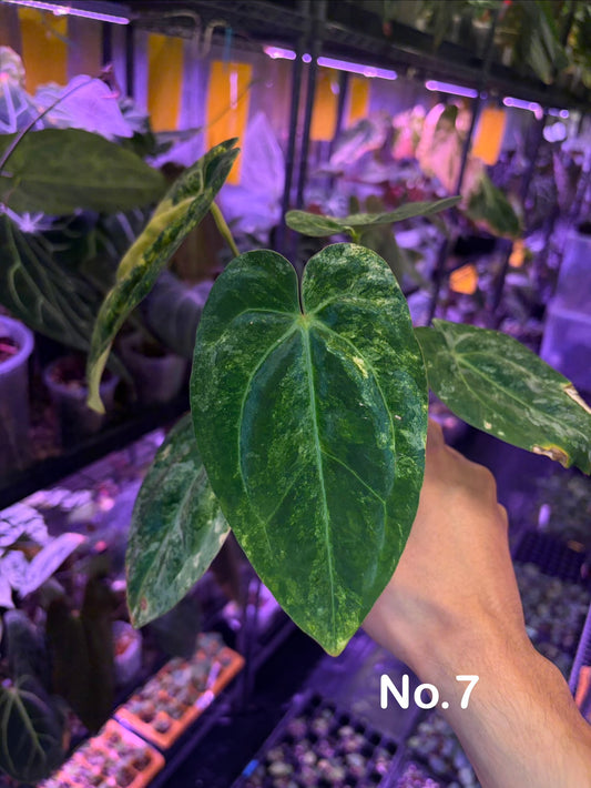 Anthurium papillilaminum var. × carlablackiae