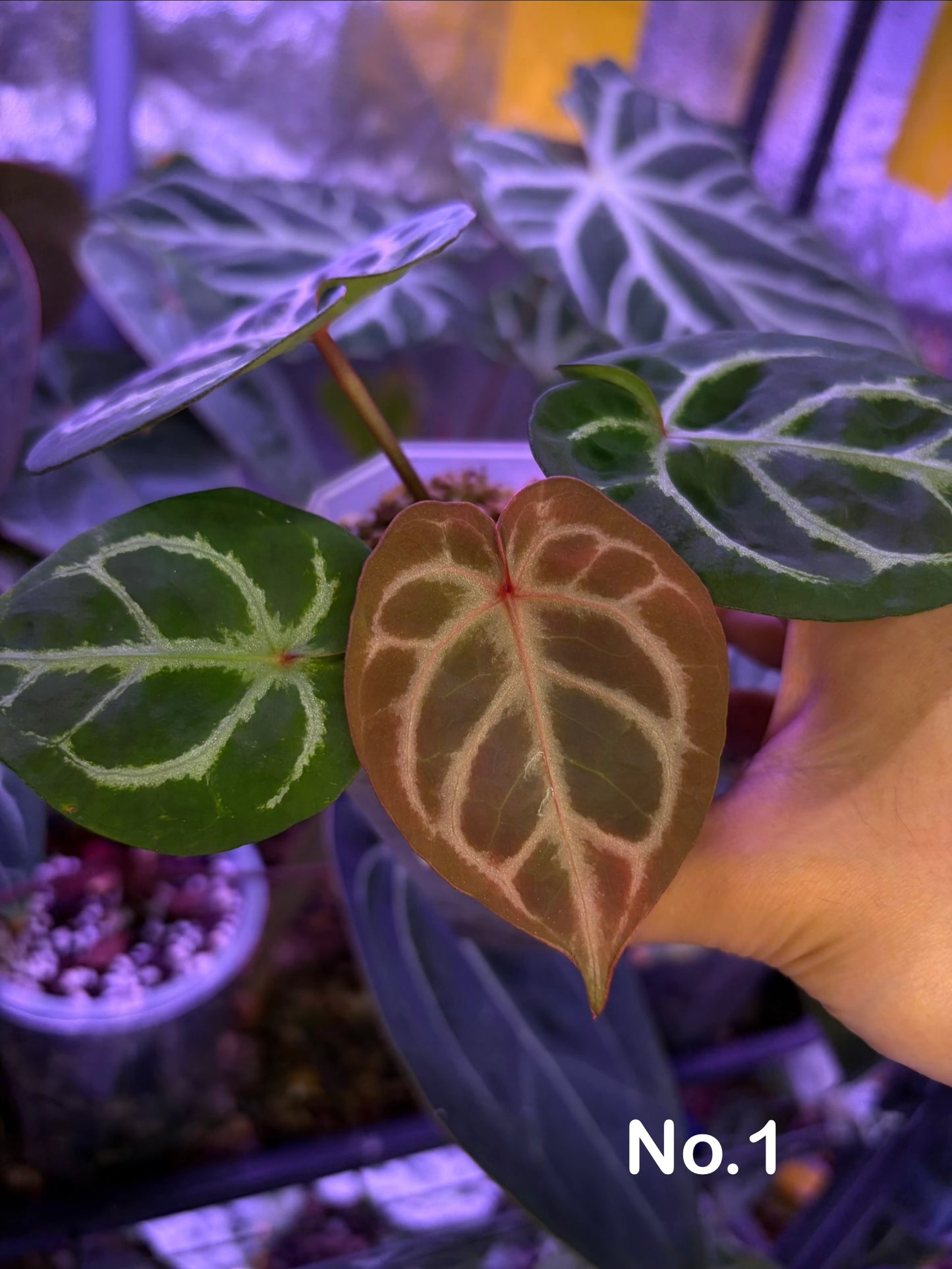 Anthurium Dorayaki × ‘Michelle’