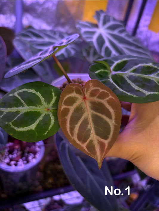 Anthurium Dorayaki × ‘Michelle’