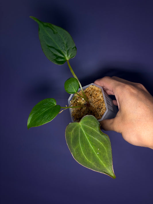 Anthurium King of Spades (KOS)/HU mutated