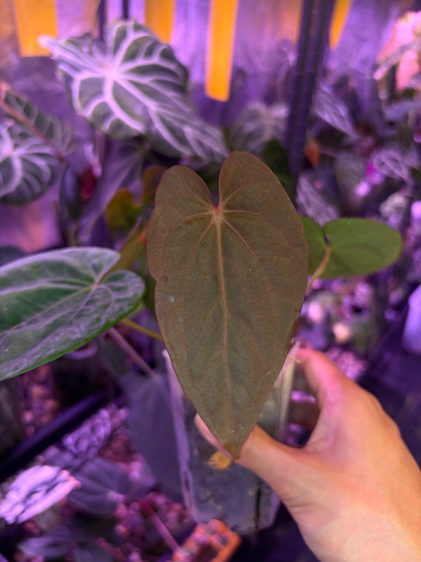 Anthurium dressleri RG × ‘Red Vein Dark Phoenix (RVDP)’