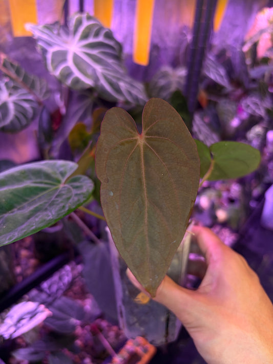 Anthurium dressleri RG × ‘Red Vein Dark Phoenix (RVDP)’