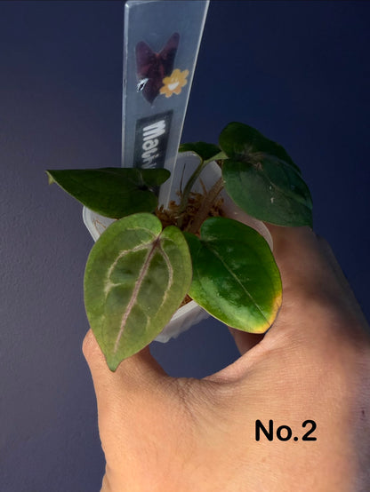 Anthurium Red Crystallinum [Mathiux] F2