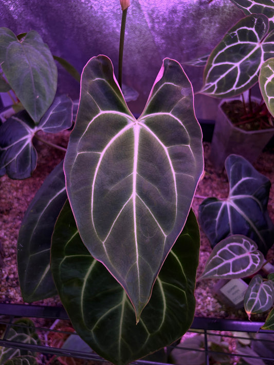 Anthurium besseae aff. #8