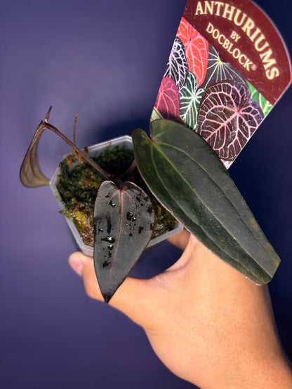 Docblock Red velvet cake ‘24’ x Home, sweet home ‘32’ (selected #2)