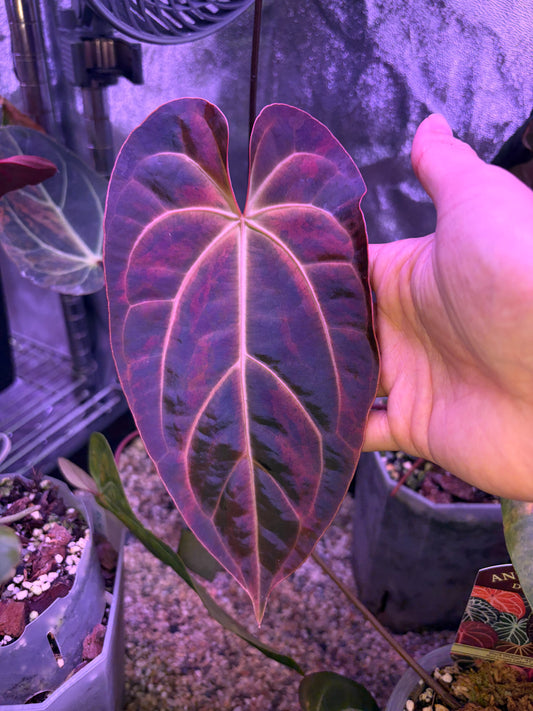 Anthurium besseae aff. ‘Black’ variegata